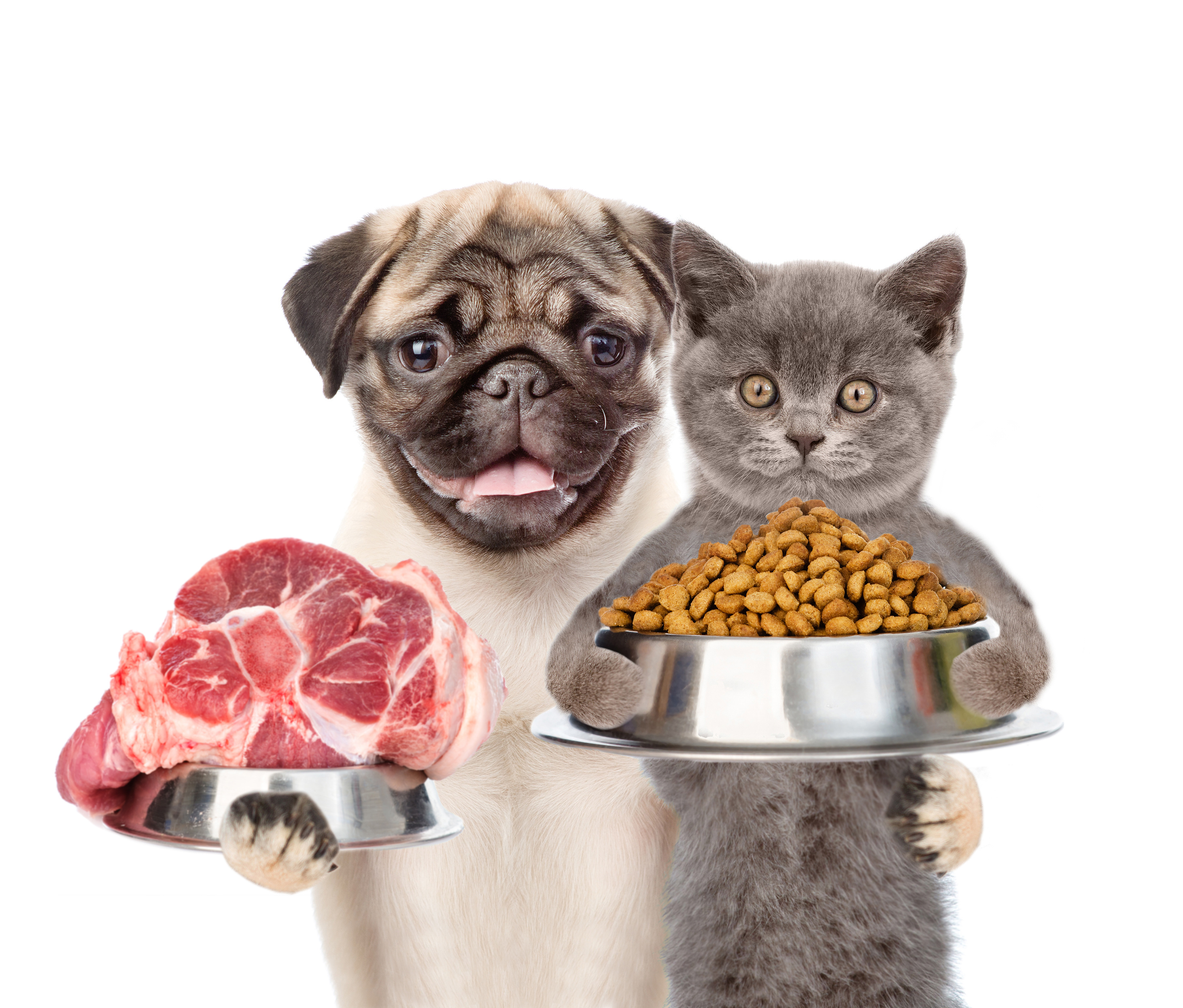 Purrfecting Pet Food Packaging